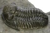 Big, Fat Gerastos Trilobite Fossil - Morocco #311058-2